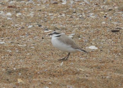 SNOWY PLOVER