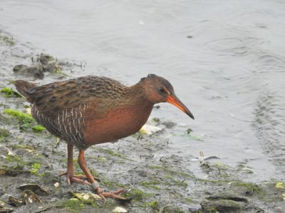 RIDGWAY'S RAIL