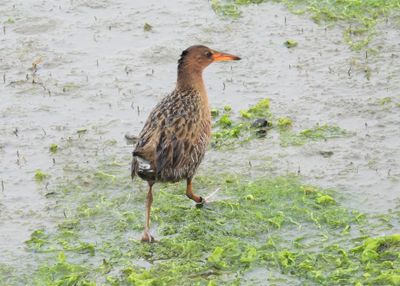 RIDGWAY'S RAIL