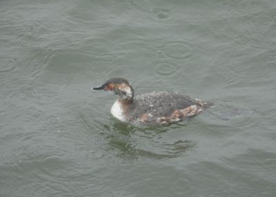 HORNED GREBE