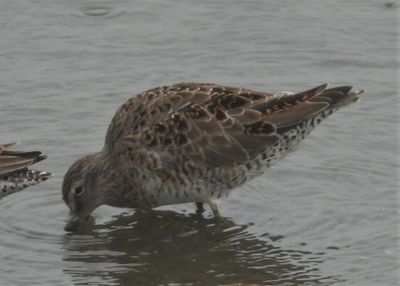 LONG-BILLED DOWITCHER