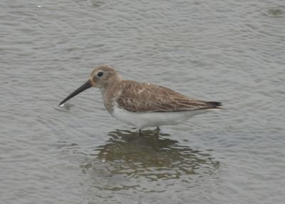 DUNLIN
