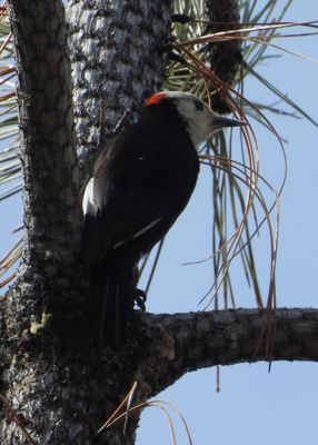 WHITE-HEADED WOODPECKER