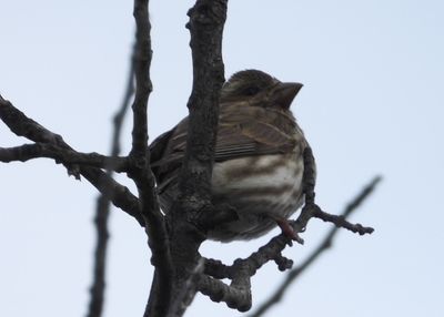 PURPLE FINCH
