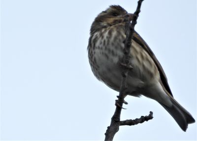PURPLE FINCH