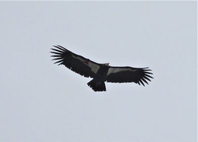 VULTURES