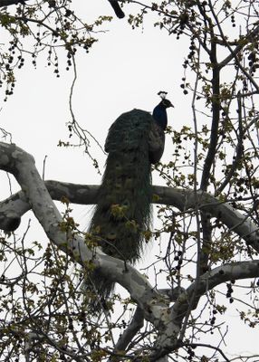INDIAN PEAFOWL