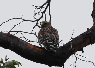 Red-shouldered Hawk