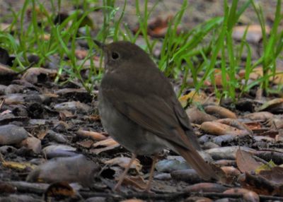 HERMIT THRUSH