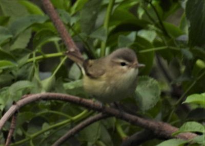 WARBLING VIREO
