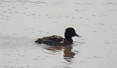 TUFTED DUCK (female)