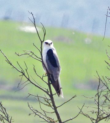 WHITE-TAILED KITE