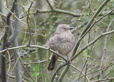 CURVE-BILLED THRASHER