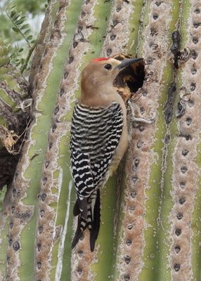 GILA WOODPECKER