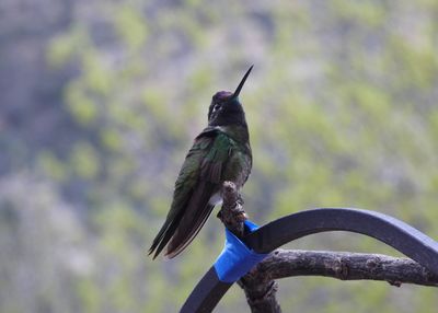 RIVOLI'S  HUMMINGBIRD