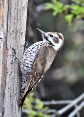ARIZONA WOODPECKER