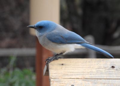 MEXICAN JAY