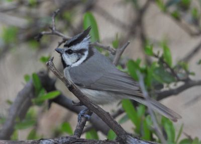 BRIDLED TITMOUSE