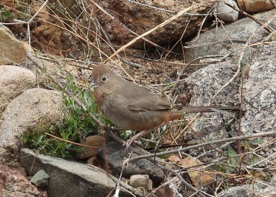 CANYON TOWHEE