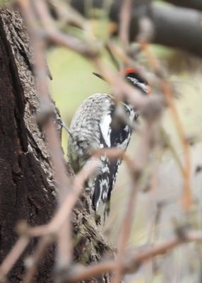 RED-NAPED SAPSUCKER