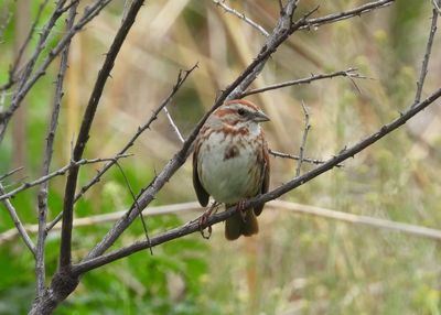 SONG SPARROW