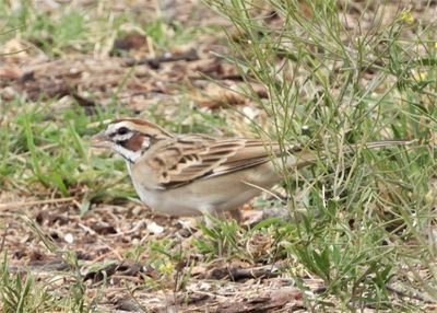 LARK SPARROW