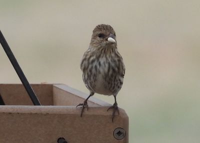 PINE SISKIN