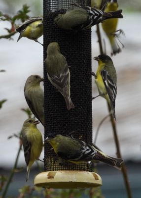 LESSER GOLDFINCH
