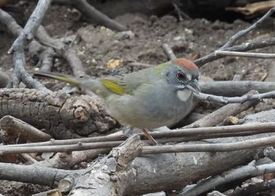 GREEN-TAILED TOWHEE