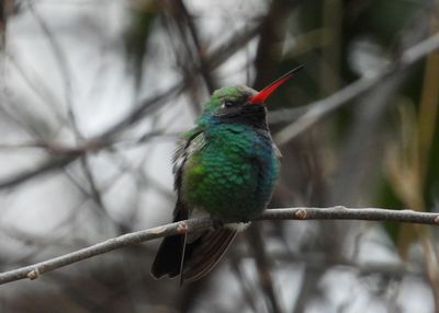BROAD-BILLED HUMMINGBIRD