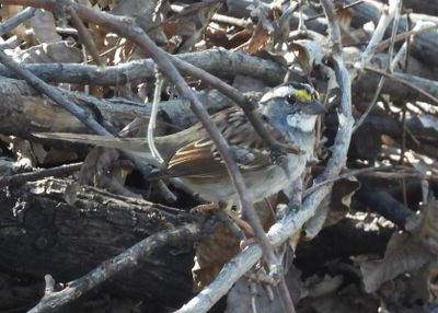 WHITE-THROATED SPARROW