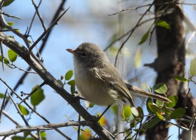 BELL'S VIREO (SOUTHWESTERN)