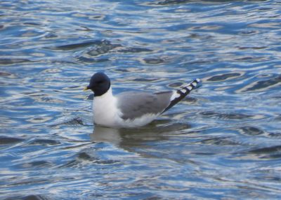 SABINE'S GULL