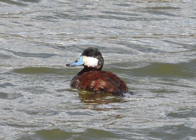 WATERFOWL