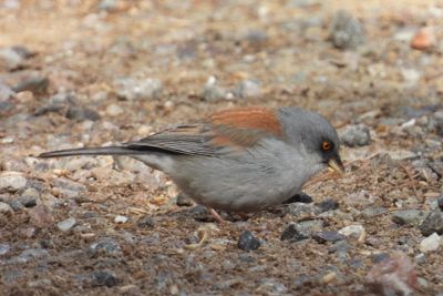 YELLOW-EYED JUNCO