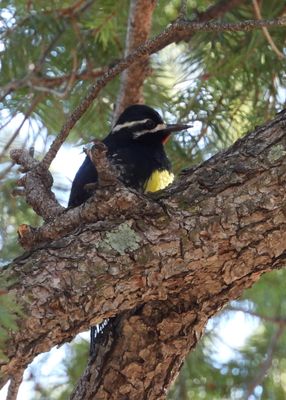 WILLIAMSON'S SAPSUCKER (male)