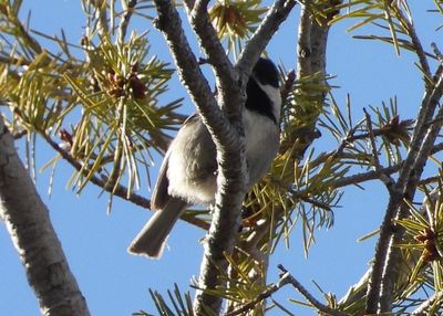 MEXICAN CHICKADEE