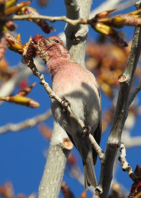CASSIN'S FINCH