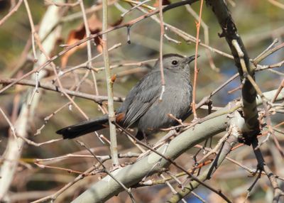 GRAY CATBIRD