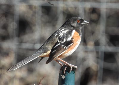 SPOTTED TOWHEE