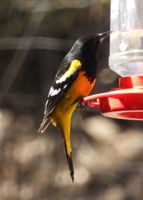 SCOTT'S ORIOLE (male)