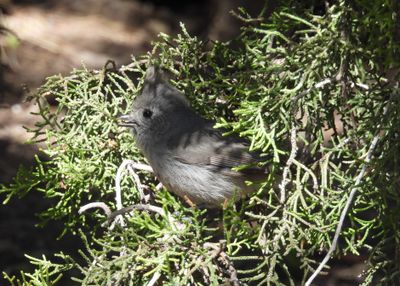 JUNIPER TITMOUSE