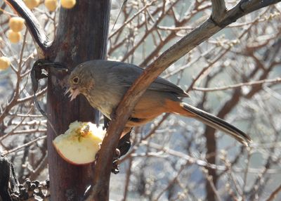 CANYON TOWHEE