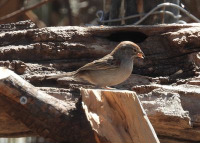 RUFOUS-WINGED SPARROW