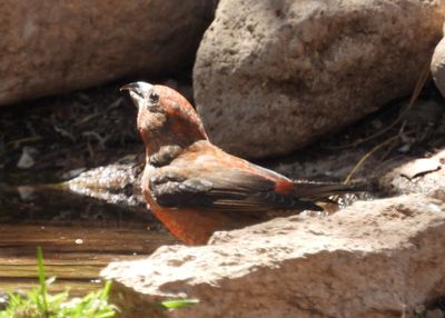 RED CROSBILL