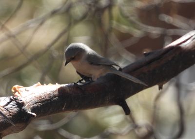 BUSHTIT