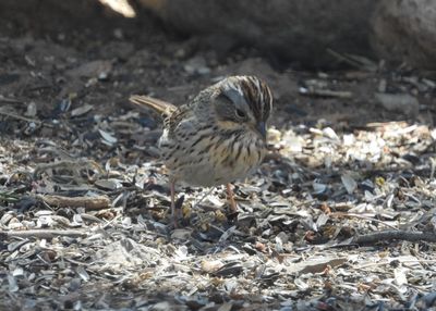 LINCOLN'S SPARROW