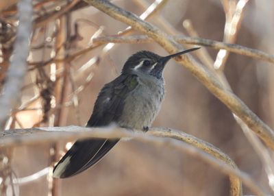 BLUE-THROATED MOUNTAIN-GEM