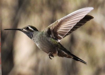BLUE-THROATED MOUNTAIN-GEM
