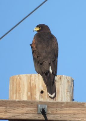 HARRIS'S HAWK